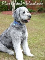 black english goldendoodle